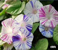 Blue Venice Carnival Seeds